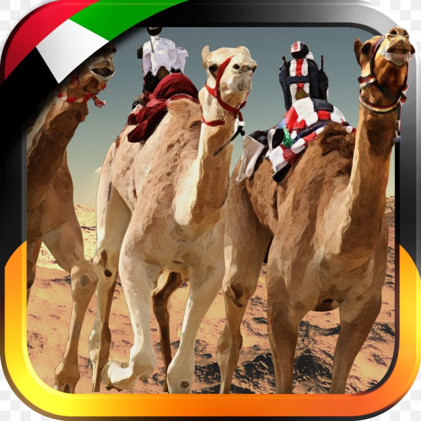 UAE Camel Racing... Dromedary Camel Race 3D United Arab Emirates, PNG, 1024x1024px, Uae Camel Racing, Android, Arabian Camel, Camel, Camel Like Mammal Download Free