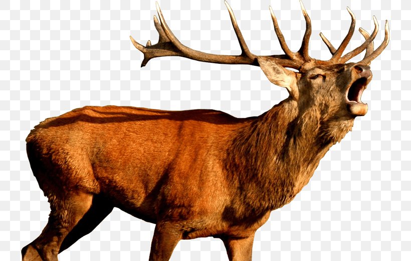 White-tailed Deer Red Deer Elk Reindeer, PNG, 750x520px, Deer, Antler, Deer Horn, Deer Hunting, Elk Download Free