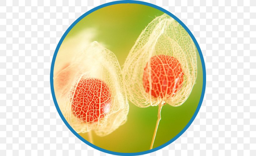 Chinese Lantern Seed Desktop Wallpaper Plant, PNG, 500x500px, Chinese Lantern, Depth Of Field, Fruit, Highdefinition Television, Organism Download Free
