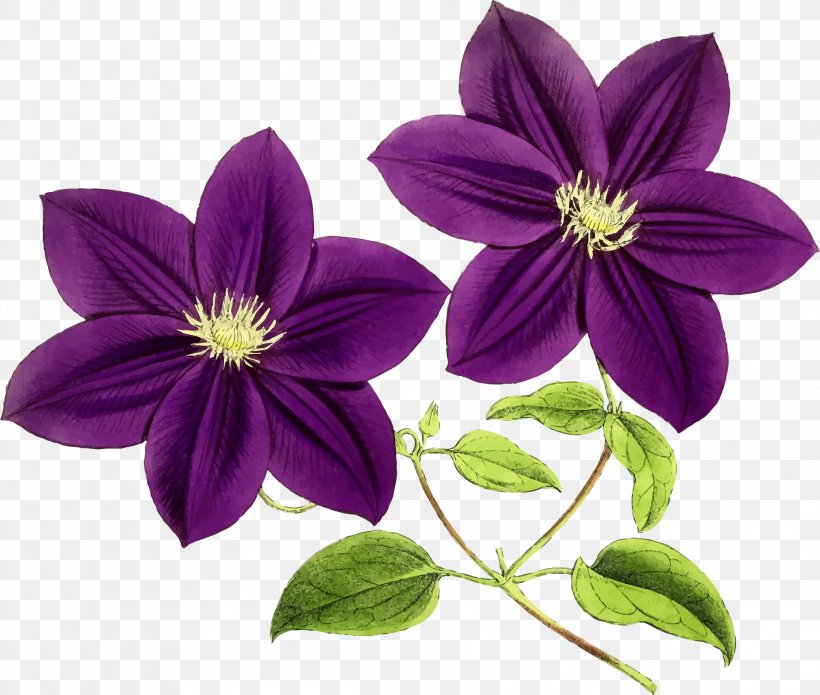 Flower Purple Violet Clip Art, PNG, 2288x1941px, Flower, Blue, Clematis, Color, Flowering Plant Download Free