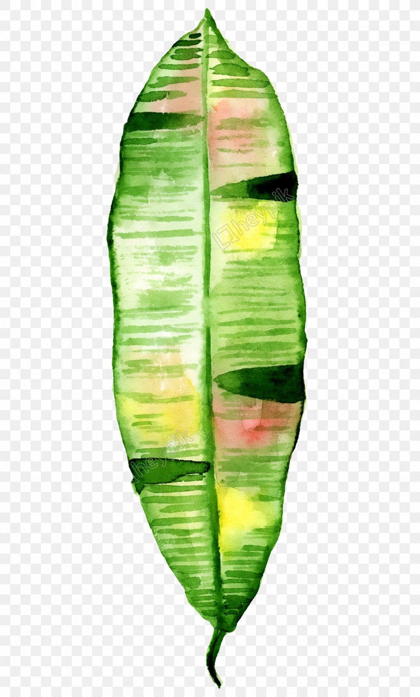 Watercolor Painting Stock Illustration Photography Image, PNG, 1024x1699px, Watercolor Painting, Banana Leaf, Drawing, Leaf, Painting Download Free