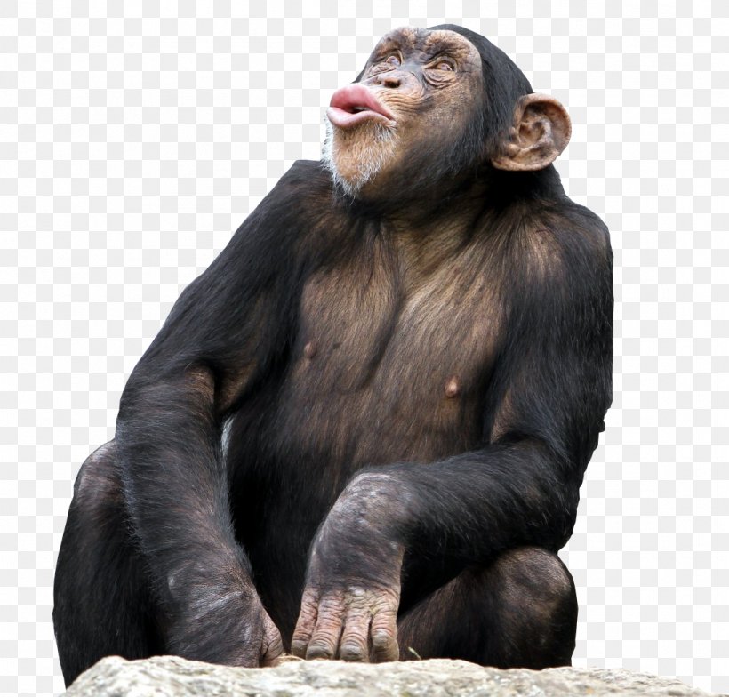 Bonobo Common Chimpanzee The Third Chimpanzee Desktop Wallpaper Monkey, PNG, 1098x1050px, Bonobo, Chimpanzee, Common Chimpanzee, Computer, Fauna Download Free