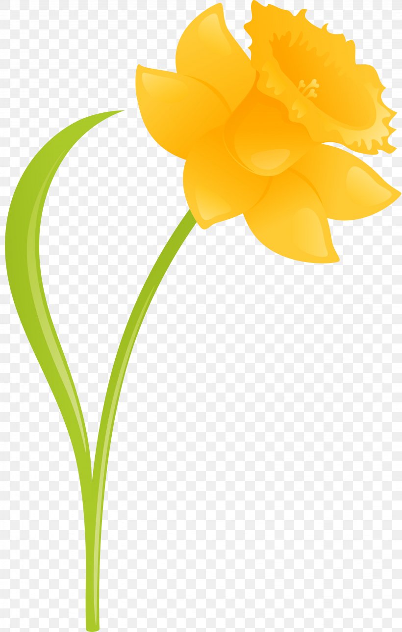 Daffodil Cut Flowers Plant Amaryllis, PNG, 3272x5140px, Daffodil, Amaryllis, Amaryllis Family, Cut Flowers, Diary Download Free