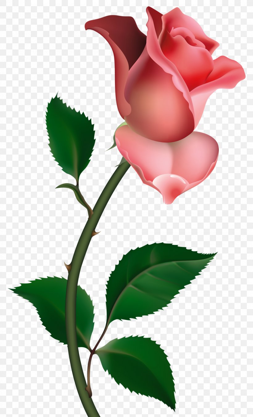Free Rose Clip Art, PNG, 1080x1778px, Free, Art, Bud, China Rose, Flower Download Free