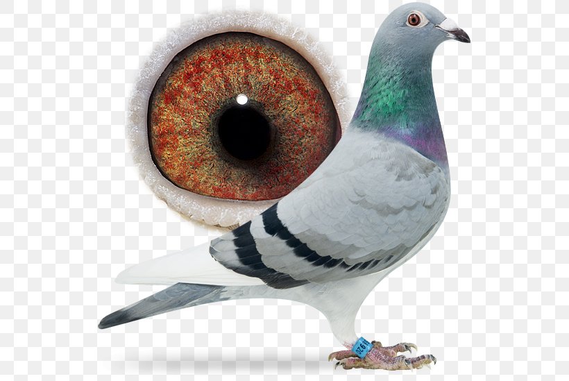 Racing Homer Columbidae Homing Pigeon Pigeon Racing Bird, PNG, 556x549px, Racing Homer, Aaldering Pigeons, Animal, Beak, Bird Download Free