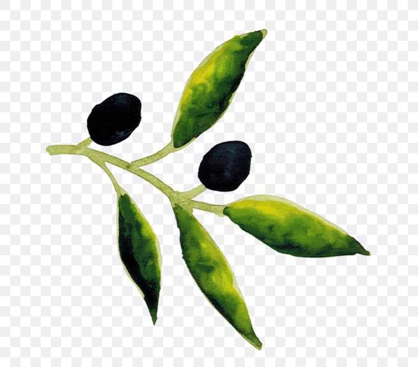 Olive Tree, PNG, 702x719px, Message, Botany, Branch, Chamber Of Commerce, Com Download Free