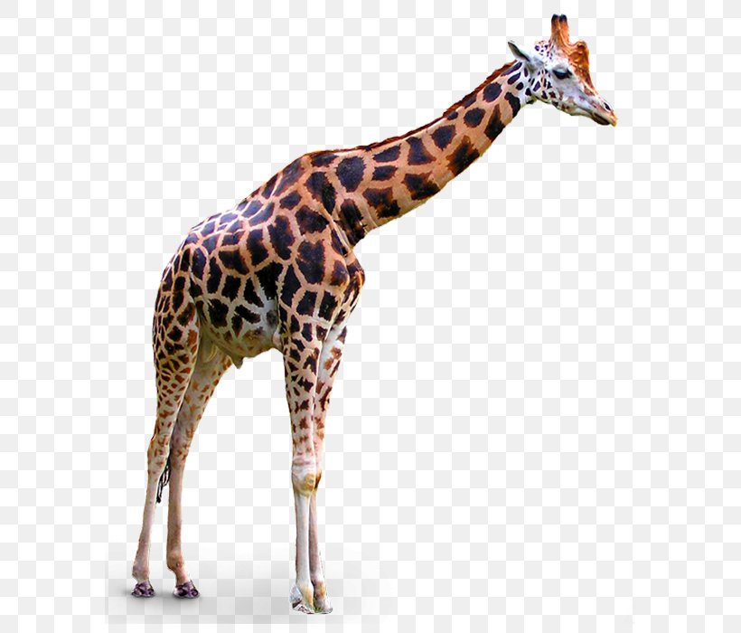 Giraffe Clip Art, PNG, 587x700px, Giraffe, Fauna, Giraffidae, Image File Formats, Internet Media Type Download Free