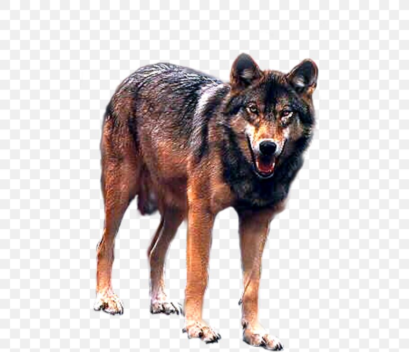 Kunming Wolfdog Coyote Canidae Dhole, PNG, 500x707px, Kunming Wolfdog, Animal, Canidae, Coyote, Dhole Download Free