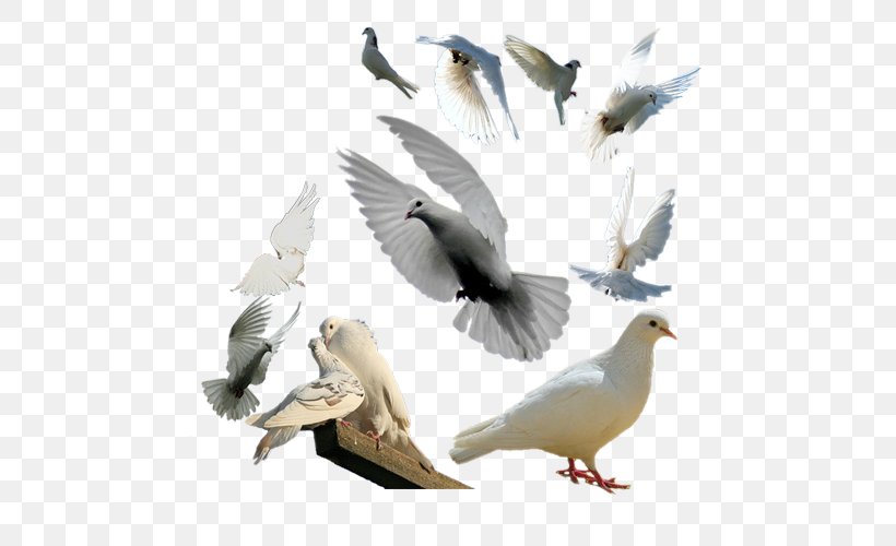 Rock Dove Columbidae Bird Flight Feather, PNG, 500x500px, Rock Dove, Beak, Bed, Bird, Columba Download Free