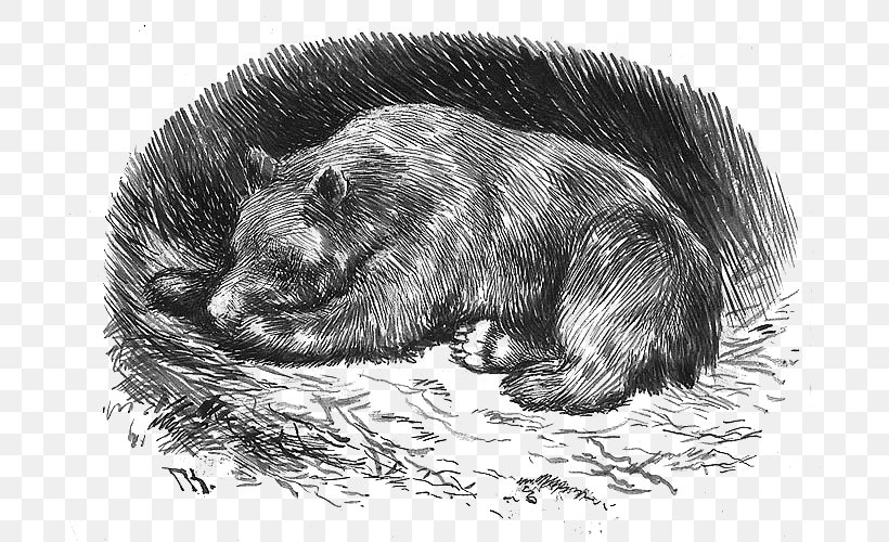 Norwegian Folktales Scandinavian Folklore Legend Bear, PNG, 800x500px, Folklore, Bear, Beaver, Black And White, Carnivoran Download Free