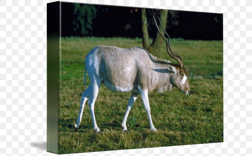 Oryx Donkey Pasture Pack Animal Grazing, PNG, 650x507px, Oryx, Addax, Animal, Antelope, Donkey Download Free