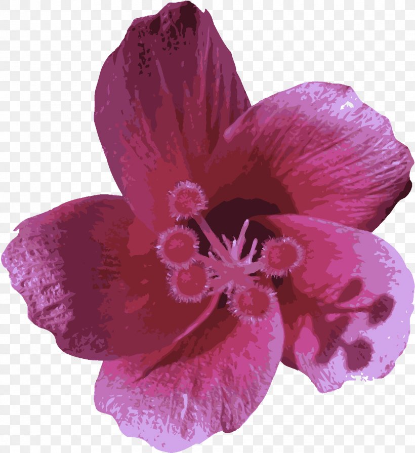 Petal Flower Pink Violet Purple, PNG, 1291x1410px, Petal, Flower, Flowering Plant, Hibiscus, Magenta Download Free