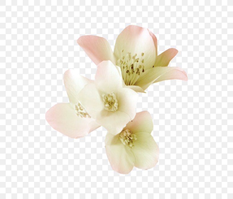 Flower Plant, PNG, 700x700px, Flower, Blossom, Cut Flowers, Flowering Plant, Jasmine Download Free