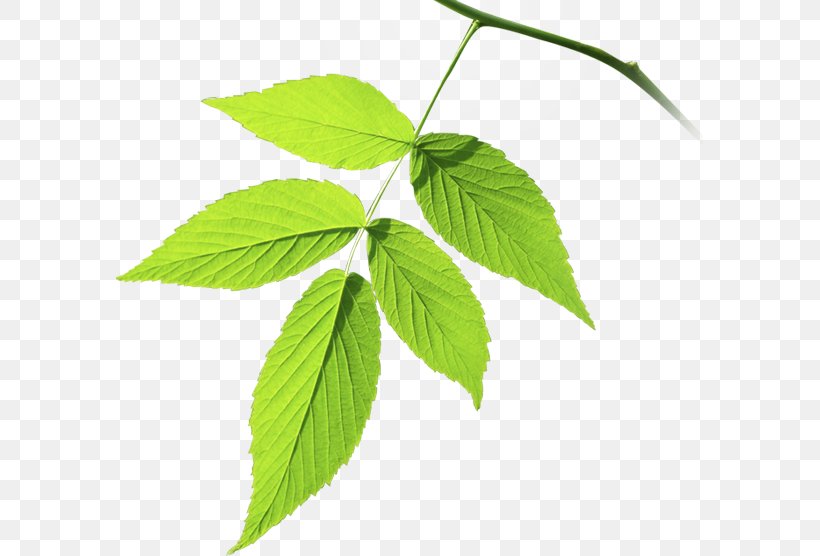 Leaf Branch Plant Stem Tree Herb, PNG, 587x556px, Leaf, Branch, Herb, Plant, Plant Stem Download Free