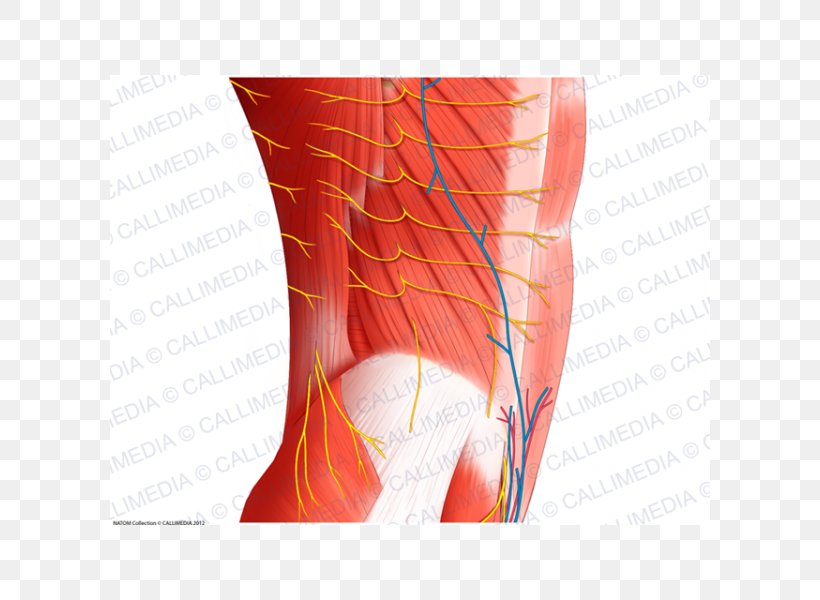 Nerve Blood Vessel Muscle Abdomen Human Anatomy, PNG, 600x600px, Watercolor, Cartoon, Flower, Frame, Heart Download Free