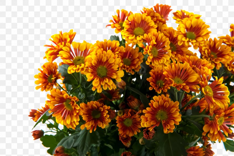 Sunflower, PNG, 2452x1632px, Flower, Annual Plant, Cut Flowers, Daisy Family, English Marigold Download Free