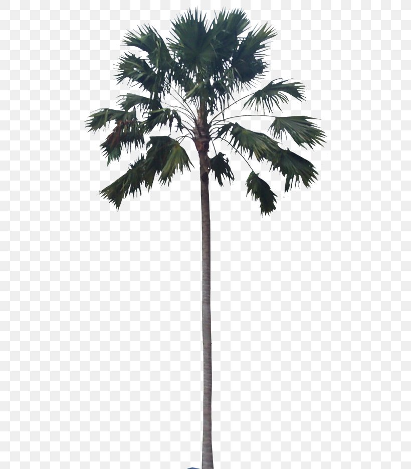 Asian Palmyra Palm Babassu Palm Trees Plants, PNG, 488x935px, Asian Palmyra Palm, Arecales, Attalea, Attalea Speciosa, Babassu Download Free