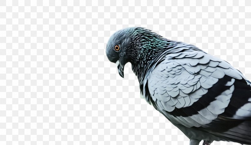 Dove Bird, PNG, 2632x1520px, Pigeon, African Grey, Animal, Beak, Beetle Download Free