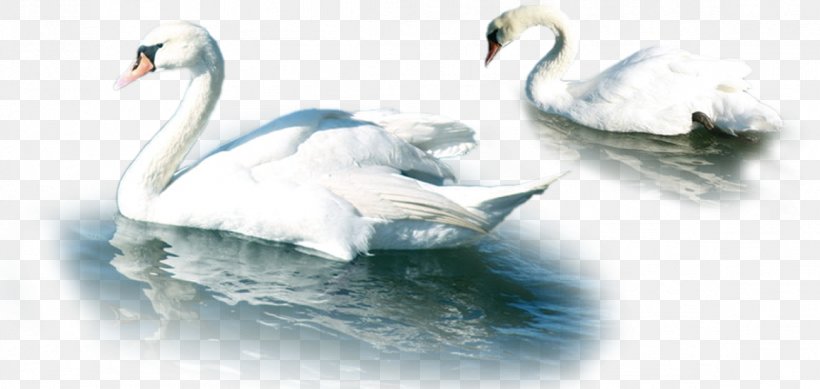 Mute Swan Download, PNG, 1159x551px, Mute Swan, Beak, Bird, Cygnini, Ducks Geese And Swans Download Free