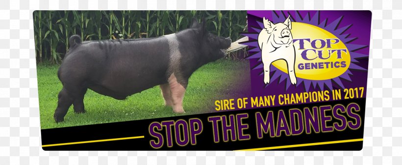 Pig Cattle Advertising Wildlife Fauna, PNG, 1400x578px, Pig, Advertising, Cattle, Cattle Like Mammal, Fauna Download Free