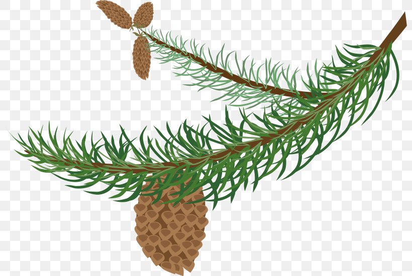 Branch Pine Evergreen Conifer Cone Clip Art, PNG, 800x550px, Branch, Christmas Ornament, Conifer, Conifer Cone, Evergreen Download Free