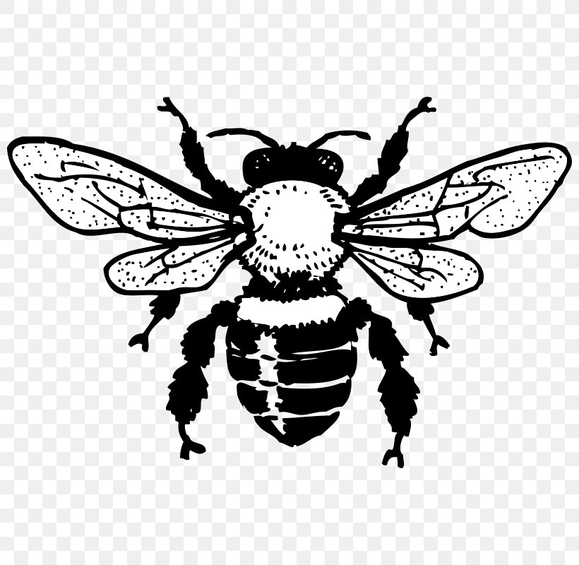 Honey Bee Queen Bee Black And White Clip Art, PNG, 800x800px, Bee, Art