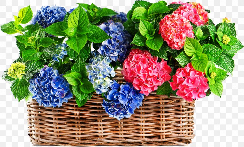 Hydrangea Stock Photography White Blue, PNG, 1200x727px, Hydrangea, Berry, Bilberry, Blue, Color Download Free