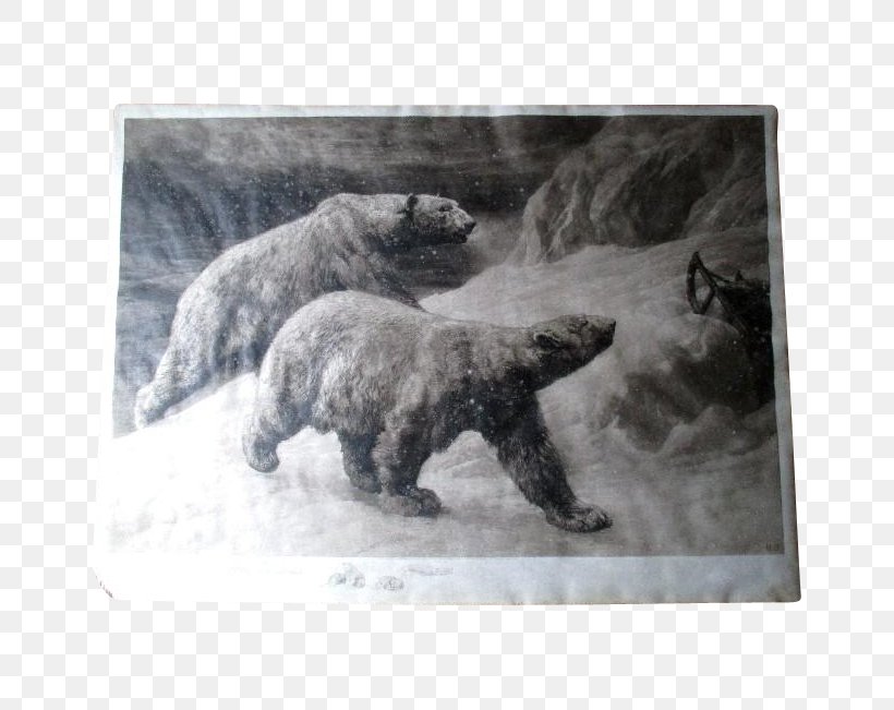 Polar Bear Etching Grizzly Bear Copper, PNG, 651x651px, Polar Bear, Bear, Black And White, Carnivoran, Copper Download Free