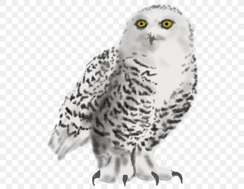 Snowy Owl Whiskers Beak Animal, PNG, 526x638px, Owl, Animal, Animal Figure, Beak, Bird Download Free