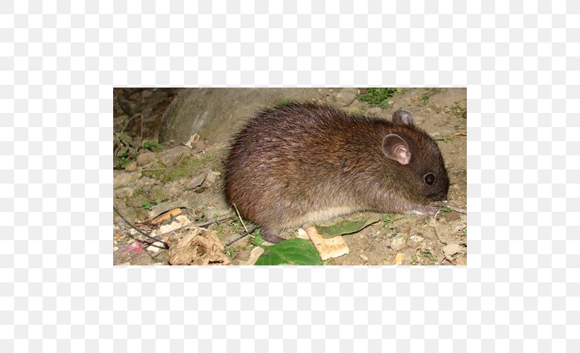 Mouse Ryukyu Long-tailed Giant Rat Gerbil Rodent, PNG, 500x500px, Mouse, Animal, Degu, Dormouse, Fauna Download Free