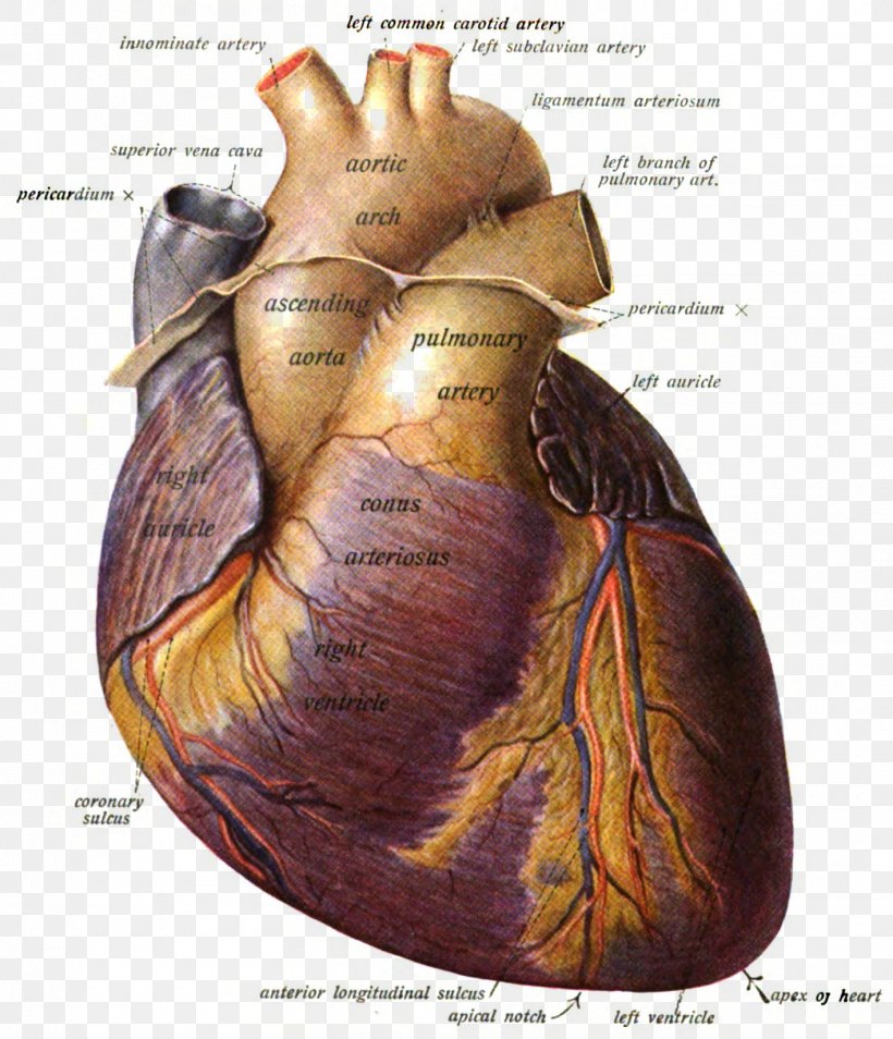 Pulmonary Artery Anatomy Heart Pulmonary Valve, PNG, 1416x1648px, Watercolor, Cartoon, Flower, Frame, Heart Download Free