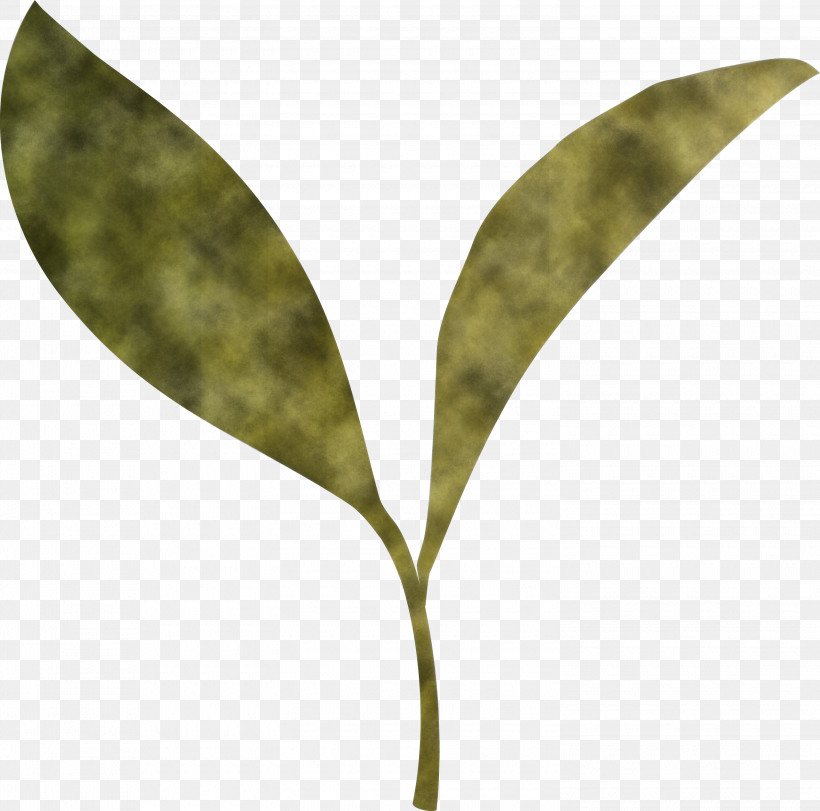 Tea Leaves Leaf Spring, PNG, 3000x2968px, Tea Leaves, Anthurium, Eucalyptus, Flower, Leaf Download Free