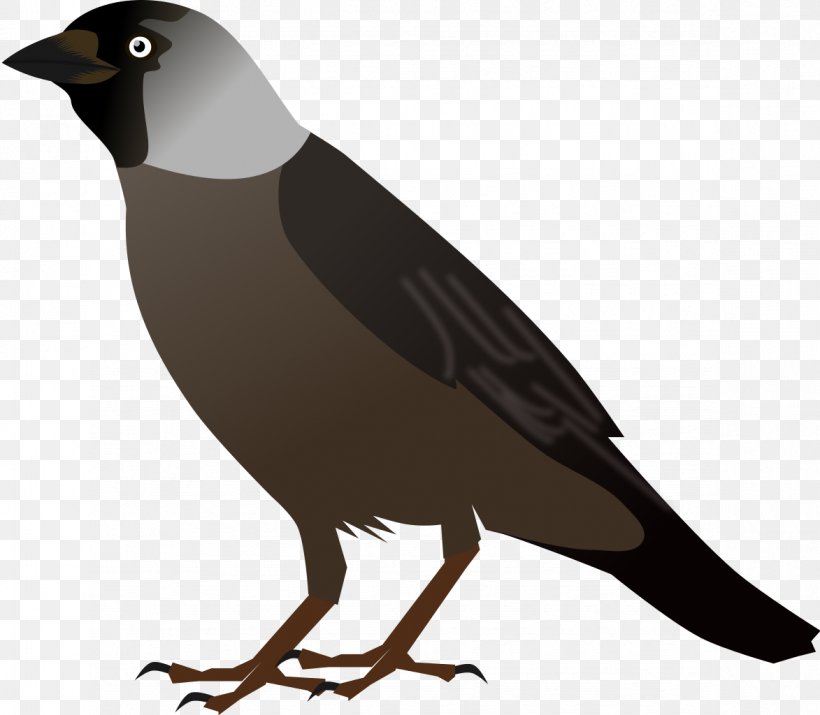 Crows Bird Drawing Clip Art, PNG, 1173x1024px, Crows, Beak, Bird, Crow, Crow Like Bird Download Free