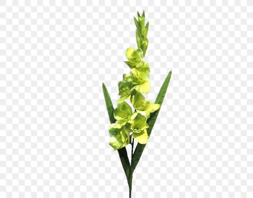 Gladiolus Green Plant Stem Leaf Fuchsia, PNG, 480x640px, Gladiolus, Code, Flower, Fuchsia, Green Download Free
