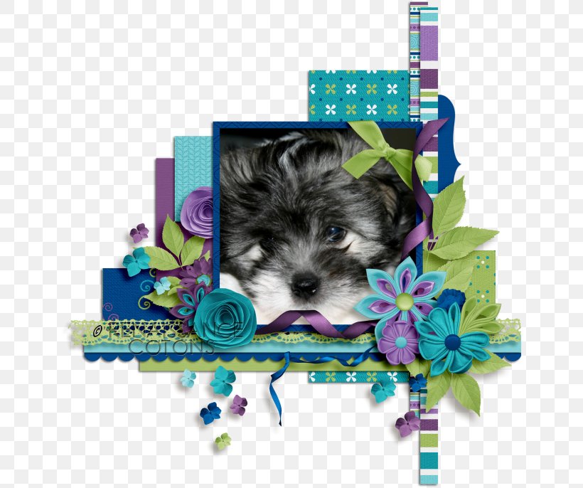Morkie Puppy Schnoodle Yorkshire Terrier Havanese Dog, PNG, 650x686px, Morkie, Breed, Canidae, Carnivoran, Companion Dog Download Free