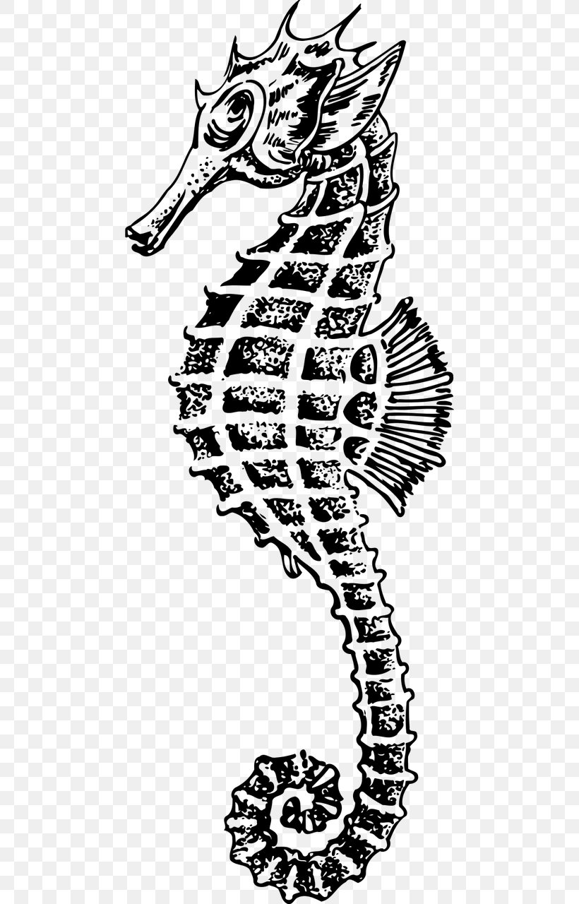 Seahorse Drawing Clip Art, PNG, 640x1280px, Seahorse, Animal, Area, Art, Black And White Download Free