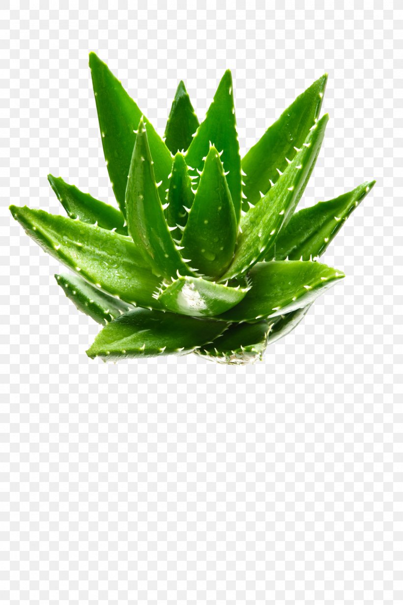 Aloe Vera Green Plant Aloin, PNG, 1797x2696px, Aloe Vera, Advertising, Agave, Aloe, Aloin Download Free
