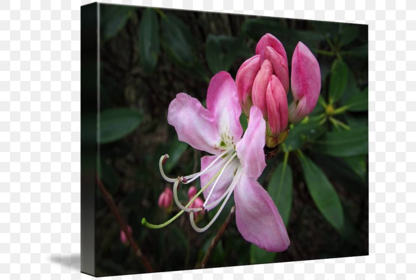 Azalea Lilac Honeysuckle Petal, PNG, 650x553px, Azalea, Blossom, Flora, Flower, Flowering Plant Download Free