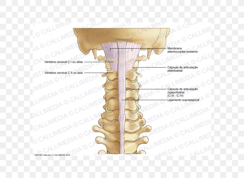 Ligament Cervical Vertebrae Vertebral Column Anatomy Human Skeleton, PNG, 600x600px, Ligament, Alar Ligament, Anatomy, Bone, Cervical Myelopathy Download Free
