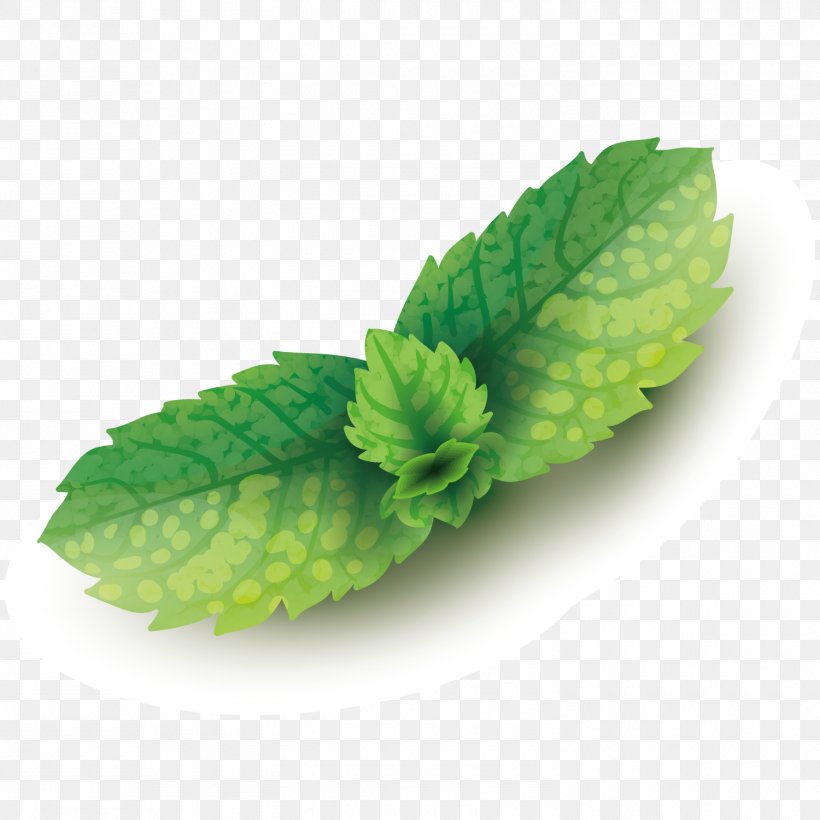 Mentha Spicata Leaf Euclidean Vector, PNG, 1500x1500px, Mentha Spicata, Condiment, Drawing, Gratis, Herb Download Free
