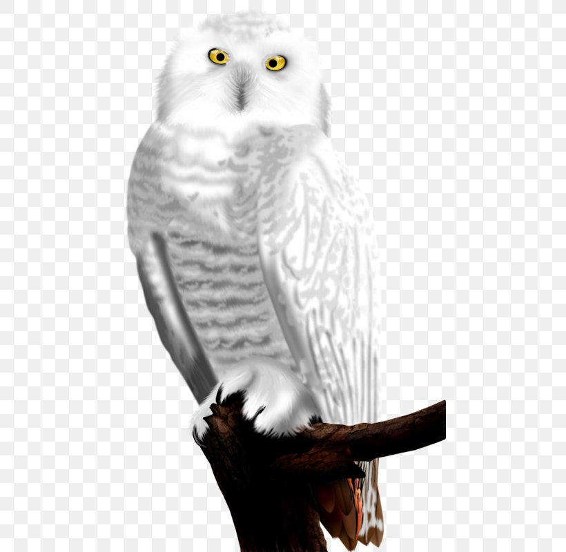 Owl Bird ForgetMeNot Feather, PNG, 473x800px, Owl, Android, Barn Owl, Beak, Bird Download Free