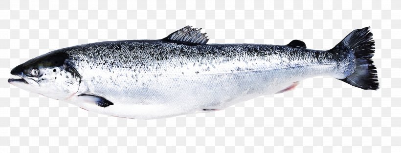 September Cartoon, PNG, 3000x1150px, Sardine, Anchovy, Anguilla, Atlantic Salmon, Barramundi Download Free