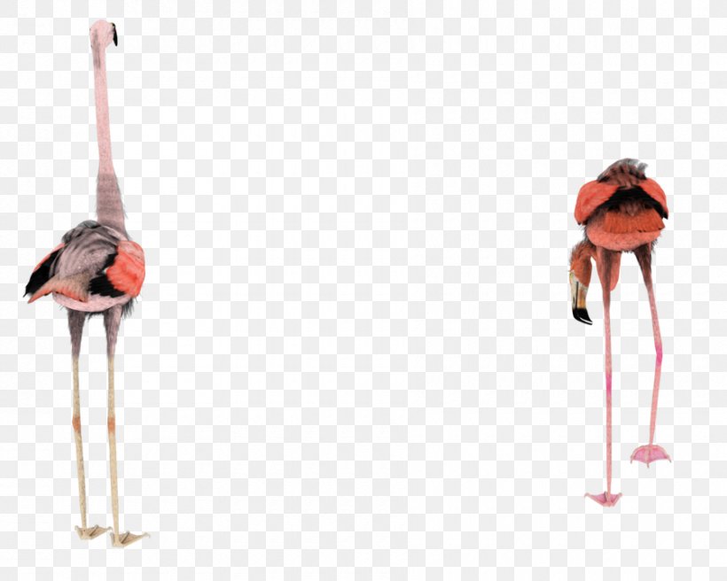 Bird Flamingo Rendering 3D Modeling, PNG, 900x720px, 3d Computer Graphics, 3d Modeling, Bird, Art, Beak Download Free