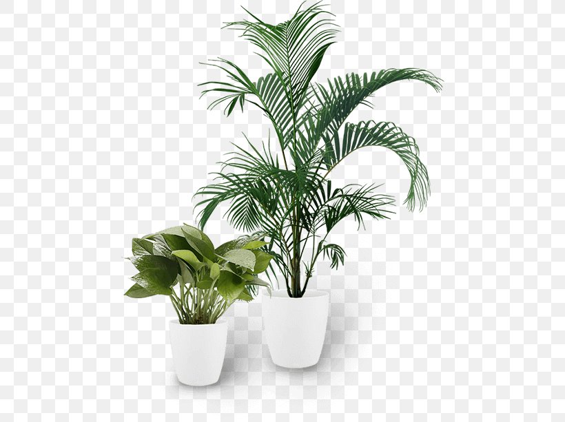 Palm Tree, PNG, 471x613px, Flowerpot, Arecales, Flower, Houseplant, Leaf Download Free