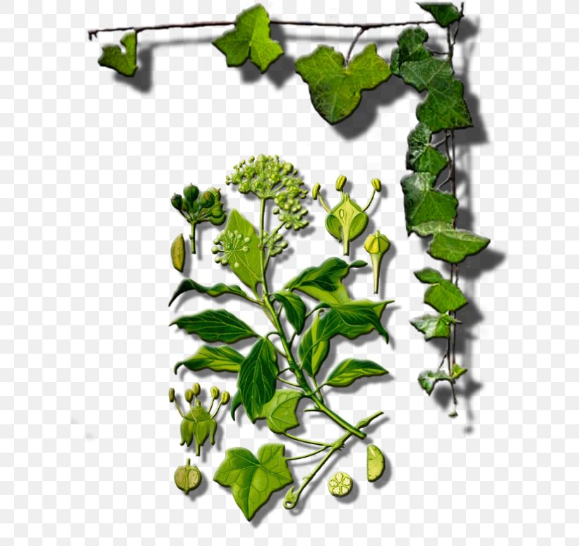 Twig Plant Stem Leaf Flower Herb, PNG, 629x772px, Twig, Botany, Branch, Flower, Flowering Plant Download Free