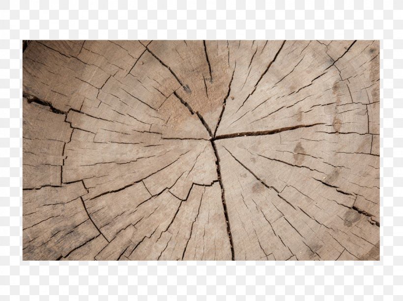 Wood Tree Download, PNG, 1128x842px, Wood, Floor, Information, Map, Rectangle Download Free