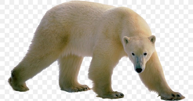 Polar Bear Brown Bear Clip Art, PNG, 758x429px, Polar Bear, Apex Predator, Bear, Brown Bear, Carnivoran Download Free
