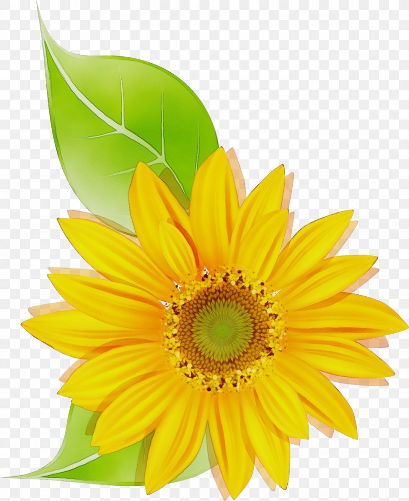 Sunflower, PNG, 978x1200px, Watercolor, Barberton Daisy, Cut Flowers, Flower, Flowering Plant Download Free