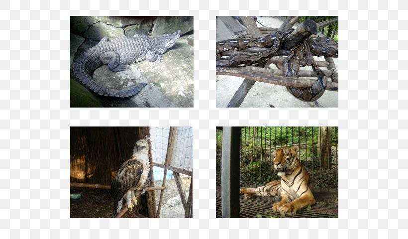 Wildlife Fauna, PNG, 640x480px, Wildlife, Extinction, Fauna, Organism, Zoo Download Free