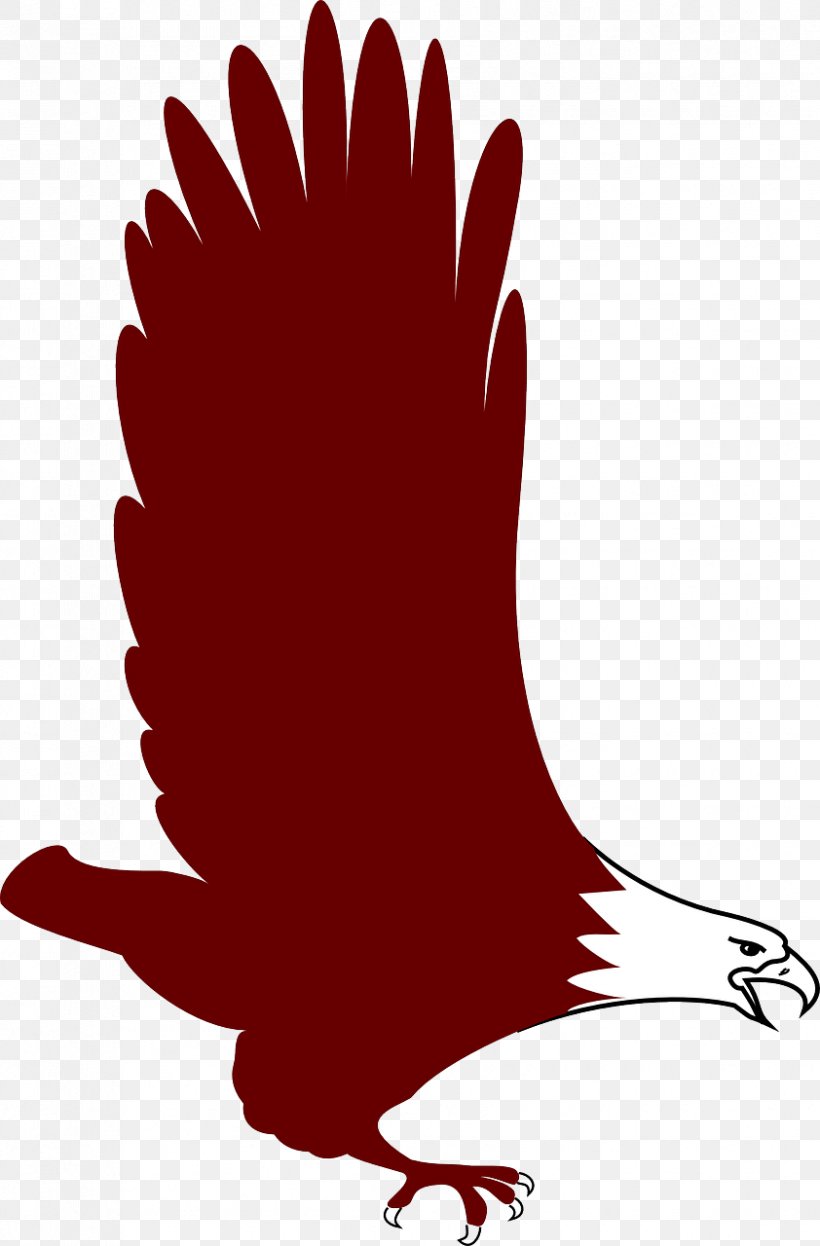 Bald Eagle Bird Clip Art, PNG, 842x1280px, Bald Eagle, Beak, Bird, Bird Flight, Bird Of Prey Download Free